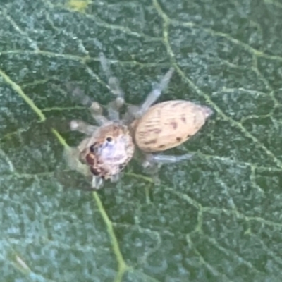 Opisthoncus sp. (genus) (Unidentified Opisthoncus jumping spider) at Corroboree Park - 25 Mar 2024 by Hejor1