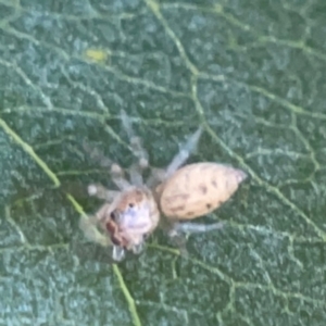 Opisthoncus sp. (genus) at Corroboree Park - 25 Mar 2024 05:58 PM