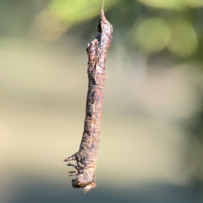 Geometridae (family) IMMATURE at Corroboree Park - 25 Mar 2024 by Hejor1