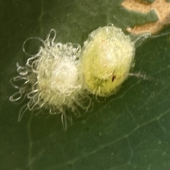 Glycaspis sp. (genus) (Unidentified sugary lerp) at Corroboree Park - 25 Mar 2024 by Hejor1