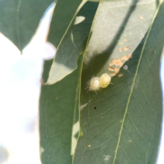 Glycaspis sp. (genus) at Corroboree Park - 25 Mar 2024