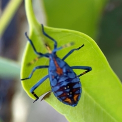 Amorbus (genus) (Eucalyptus Tip bug) at Corroboree Park - 25 Mar 2024 by Hejor1