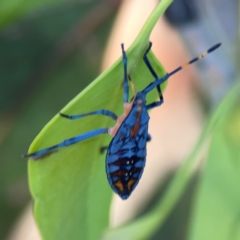 Amorbus sp. (genus) at Corroboree Park - 25 Mar 2024