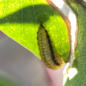 Gonipterus sp. (genus) at Corroboree Park - 25 Mar 2024