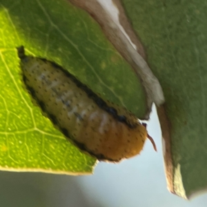 Gonipterus sp. (genus) at Corroboree Park - 25 Mar 2024