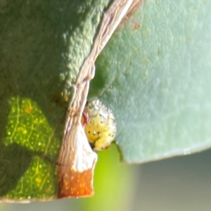 Gonipterus sp. (genus) at Corroboree Park - 25 Mar 2024