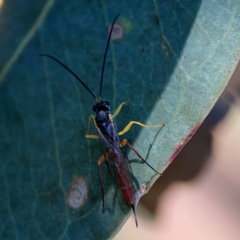 Ichneumonoidea (Superfamily) (A species of parasitic wasp) at Ainslie, ACT - 25 Mar 2024 by Hejor1