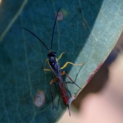 Ichneumonoidea (Superfamily) (A species of parasitic wasp) at Corroboree Park - 25 Mar 2024 by Hejor1