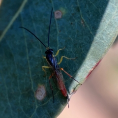 Ichneumonoidea (Superfamily) at Corroboree Park - 25 Mar 2024 04:53 PM