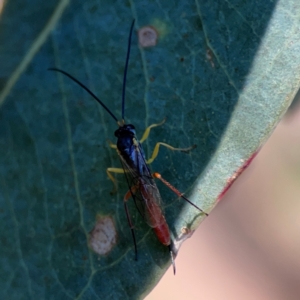 Ichneumonoidea (Superfamily) at Corroboree Park - 25 Mar 2024