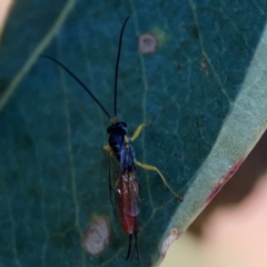 Ichneumonoidea (Superfamily) at Corroboree Park - 25 Mar 2024 04:53 PM