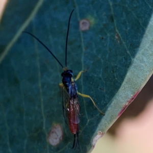 Ichneumonoidea (Superfamily) at Corroboree Park - 25 Mar 2024 04:53 PM