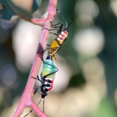 Dindymus versicolor (Harlequin Bug) at Ainslie, ACT - 25 Mar 2024 by Hejor1