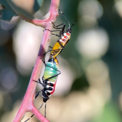 Dindymus versicolor (Harlequin Bug) at Corroboree Park - 25 Mar 2024 by Hejor1