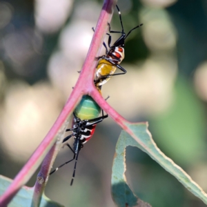 Dindymus versicolor at Corroboree Park - 25 Mar 2024