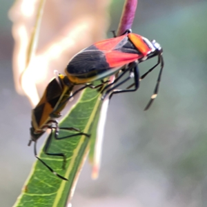 Dindymus versicolor at Corroboree Park - 25 Mar 2024