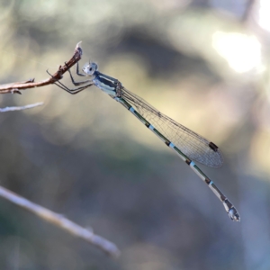 Austrolestes leda at Corroboree Park - 25 Mar 2024 04:39 PM