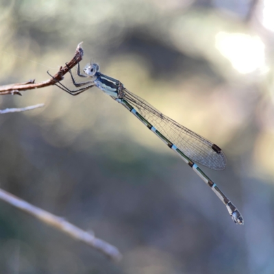 Austrolestes leda (Wandering Ringtail) at Ainslie, ACT - 25 Mar 2024 by Hejor1
