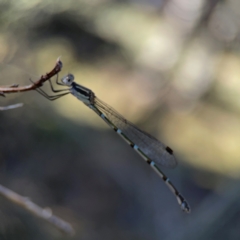 Austrolestes leda at Corroboree Park - 25 Mar 2024 04:39 PM