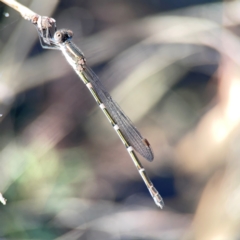 Austrolestes leda at Corroboree Park - 25 Mar 2024 04:39 PM