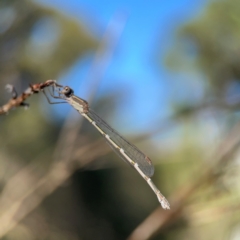 Austrolestes leda at Corroboree Park - 25 Mar 2024 04:39 PM