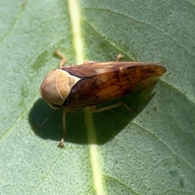 Brunotartessus fulvus (Yellow-headed Leafhopper) at Ainslie, ACT - 25 Mar 2024 by Hejor1