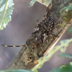 Alcaeus varicornis (Acacia shield bug) at Ainslie, ACT - 25 Mar 2024 by Hejor1