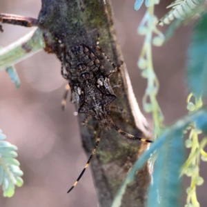 Alcaeus varicornis at Corroboree Park - 25 Mar 2024 04:34 PM