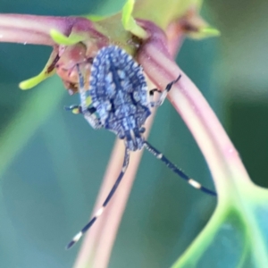 Alcaeus varicornis at Corroboree Park - 25 Mar 2024