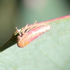 Unidentified Leafhopper or planthopper (Hemiptera, several families) at Ainslie, ACT - 25 Mar 2024 by Hejor1