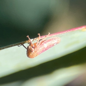 Katipo rubrivenosa at Corroboree Park - 25 Mar 2024