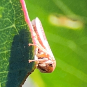 Katipo rubrivenosa at Corroboree Park - 25 Mar 2024