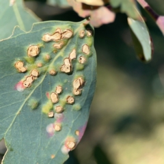 Ophelimus (genus) (Eucalyptus gall wasp) at Corroboree Park - 25 Mar 2024 by Hejor1