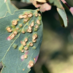 Unidentified Eucalyptus Gall at Ainslie, ACT - 25 Mar 2024 by Hejor1