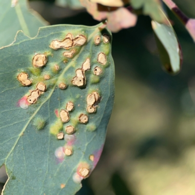 Ophelimus (genus) (Eucalyptus gall wasp) at Corroboree Park - 25 Mar 2024 by Hejor1