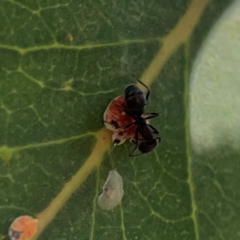 Formicidae (family) (Unidentified ant) at Corroboree Park - 25 Mar 2024 by Hejor1