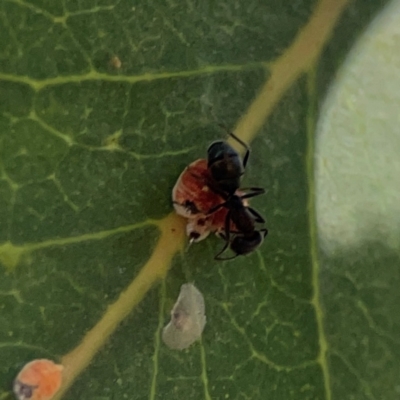 Formicidae (family) (Unidentified ant) at Ainslie, ACT - 25 Mar 2024 by Hejor1