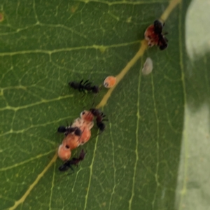 Formicidae (family) at Corroboree Park - 25 Mar 2024 04:22 PM