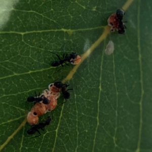 Formicidae (family) at Corroboree Park - 25 Mar 2024 04:22 PM