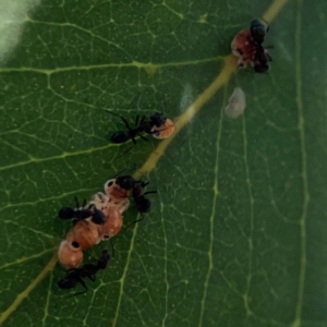 Formicidae (family) at Corroboree Park - 25 Mar 2024