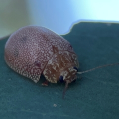 Paropsis atomaria (Eucalyptus leaf beetle) at Corroboree Park - 25 Mar 2024 by Hejor1