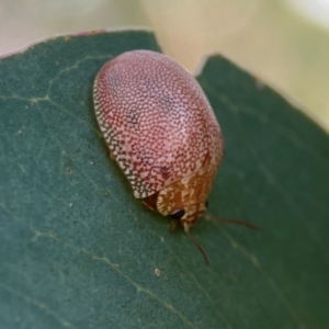 Paropsis atomaria at Corroboree Park - 25 Mar 2024