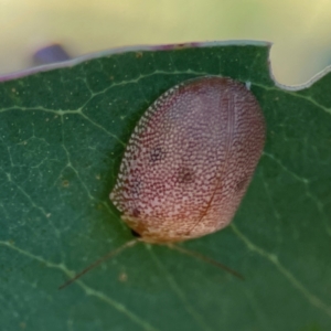 Paropsis atomaria at Corroboree Park - 25 Mar 2024