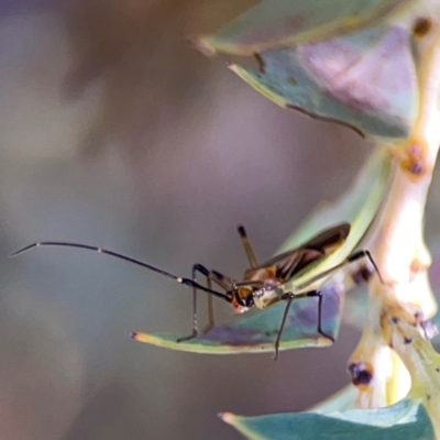 Rayieria acaciae (Acacia-spotting bug) at Ainslie, ACT - 25 Mar 2024 by Hejor1