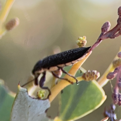 Rhinotia sp. (genus) (Unidentified Rhinotia weevil) at Ainslie, ACT - 25 Mar 2024 by Hejor1