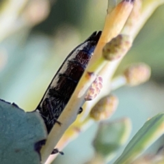 Rhinotia sp. (genus) at Corroboree Park - 25 Mar 2024