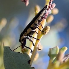 Rhinotia sp. (genus) at Corroboree Park - 25 Mar 2024