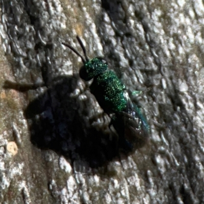 Primeuchroeus sp. (genus) (Cuckoo Wasp) at Ainslie, ACT - 25 Mar 2024 by Hejor1