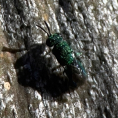 Primeuchroeus sp. (genus) (Cuckoo Wasp) at Ainslie, ACT - 25 Mar 2024 by Hejor1