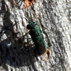Primeuchroeus sp. (genus) at Corroboree Park - 25 Mar 2024